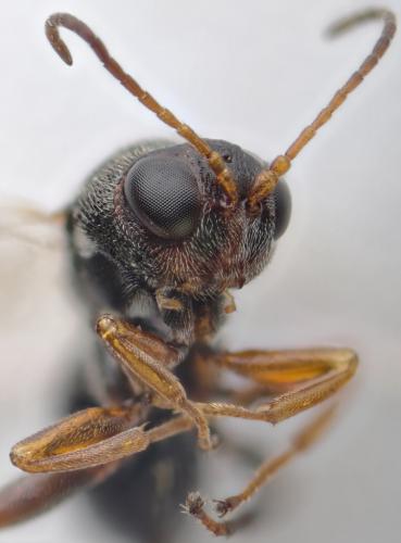 Synergus sp.